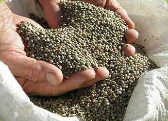 ارتقای ارزش غذایی روغن‌ شاهدانه با فرمولاسیون نانویی