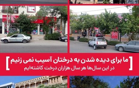 توضیحات مسوولان در خصوص قطع درختان خیابان معلم یاسوج + عکس