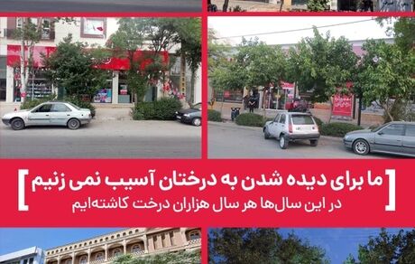 توضیحات مسوولان در خصوص قطع درختان خیابان معلم یاسوج + عکس
