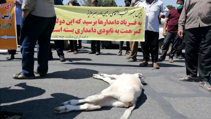 دامداران معترض در سه شهر تجمع کردند