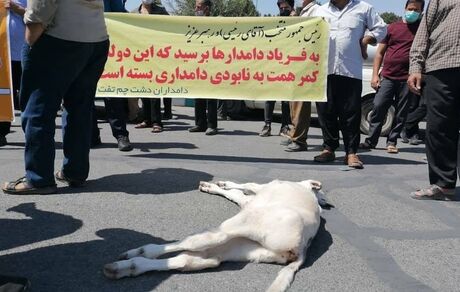 دامداران معترض در سه شهر تجمع کردند
