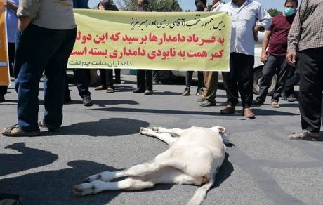 دامداران معترض در سه شهر تجمع کردند