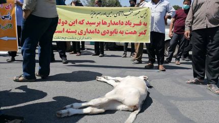دامداران معترض در سه شهر تجمع کردند