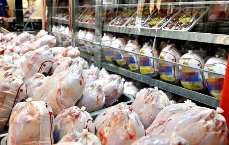 دبیر کانون مرغداران گوشتی کشور: حمایت یا خسارت؛ چرا مرغداران باید از جیب هزینه کنند؟