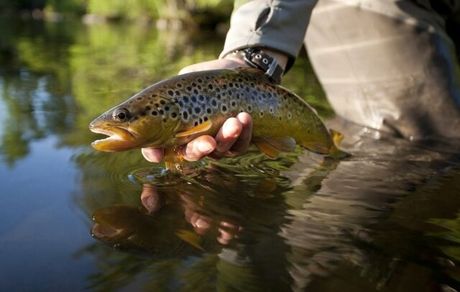 اعتیاد ماهی‌ها به ماده مخدر مت‌آمفتامین!