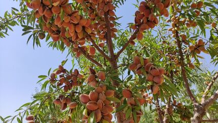 یک هزار تن بادام در بروجرد تولید شد