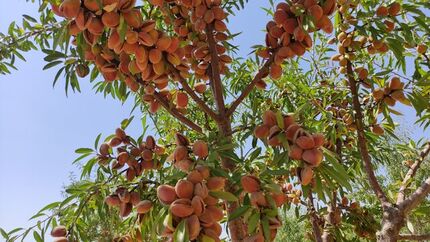 یک هزار تن بادام در بروجرد تولید شد