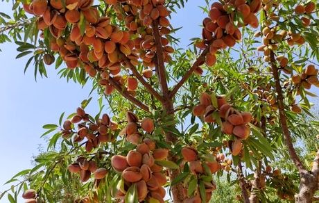یک هزار تن بادام در بروجرد تولید شد