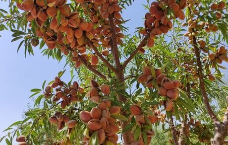 یک هزار تن بادام در بروجرد تولید شد