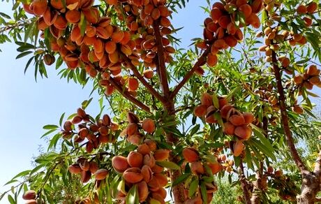 یک هزار تن بادام در بروجرد تولید شد