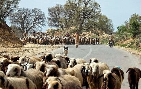 صادرات دام با هدف جلوگیری از افزایش قیمت گوشت متوقف شد