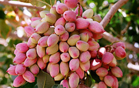 پیمان‌سپاری ارزی در سال گذشته قیمت پسته را کاهش داد