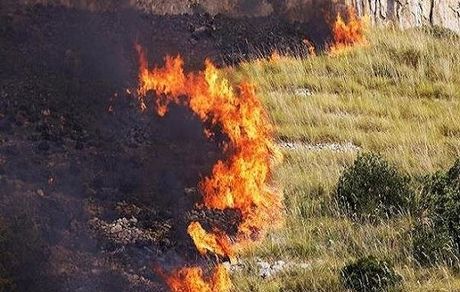 سوختن ۵۰۰ هکتار از نیزارهای بخش ایرانی هورالعظیم در آتش‌سوزی اخیر