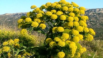 ادامه برداشت باریجه در میامی استان سمنان