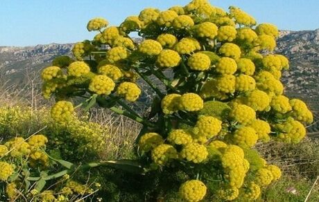ادامه برداشت باریجه در میامی استان سمنان