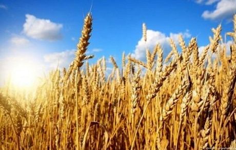 ۱۵۴۰ میلیارد تومان مطالبات مانده گندمکاران استان گلستان پرداخت شد