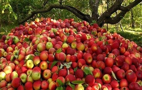 سیب ۱۱ استان کشور از آذربایجان‌غربی تامین می‌شود