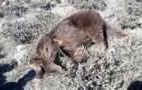 باز هم خرس‌کُشی؛ این بار در مشکین شهر