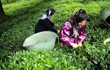 امسال، ۱۳۰ هزار تن چای برداشت خواهدشد