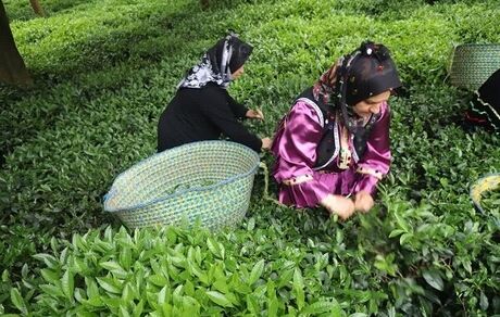 امسال، ۱۳۰ هزار تن چای برداشت خواهدشد