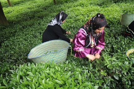 امسال، ۱۳۰ هزار تن چای برداشت خواهدشد
