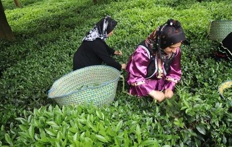 امسال، ۱۳۰ هزار تن چای برداشت خواهدشد