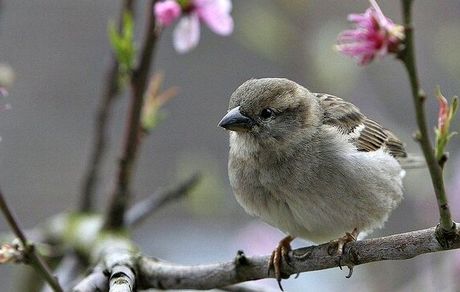 زمین زیستگاه ۵۰ میلیارد پرنده وحشی است