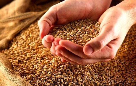 ابهام در ماجرای گندم‌های آلوده و سکوت استاندارد