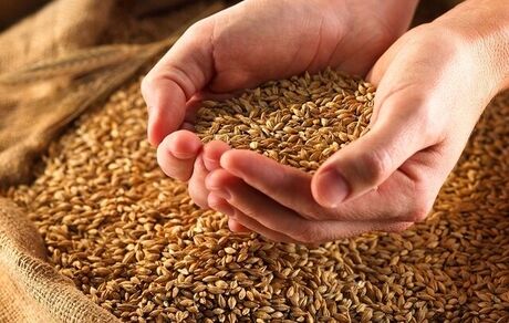 ابهام در ماجرای گندم‌های آلوده و سکوت استاندارد