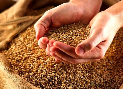 ابهام در ماجرای گندم‌های آلوده و سکوت استاندارد