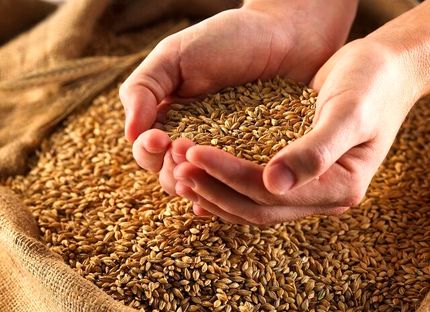 ابهام در ماجرای گندم‌های آلوده و سکوت استاندارد