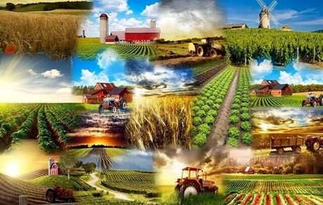 اعلام ممنوعیت صادرات تمام محصولات غذایی و کشاورزی