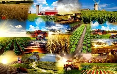 اعلام ممنوعیت صادرات تمام محصولات غذایی و کشاورزی