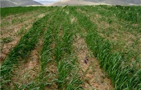 خسارت سنگین خشکسالی به کشاورزی کلاله