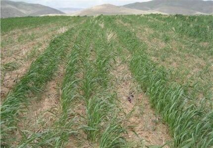 خسارت سنگین خشکسالی به کشاورزی کلاله