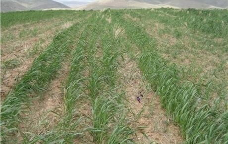 خسارت سنگین خشکسالی به کشاورزی کلاله