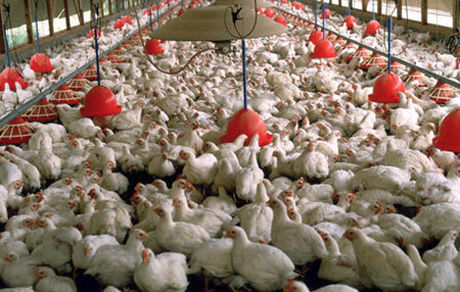 مدیرعامل اتحادیه مرغداران گوشتی: مازاد تولید مرغ داریم/خطر تعطیلی برخی از مرغداری‌ها