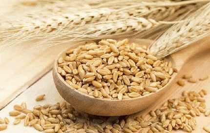 طرز تهیه ماءالشعیر طبی برای درمان سردرد