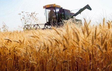 بدهی ۱۲ هزار میلیارد تومانی دولت به گندمکاران