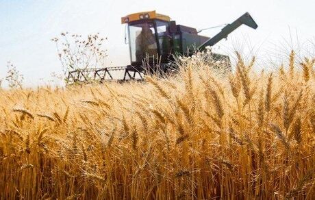 بدهی ۱۲ هزار میلیارد تومانی دولت به گندمکاران