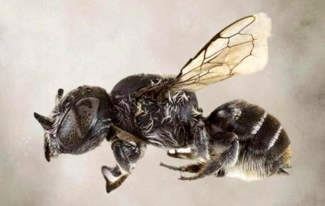 زنبور شیطانی در استرالیا!