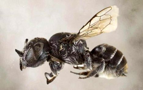 زنبور شیطانی در استرالیا!