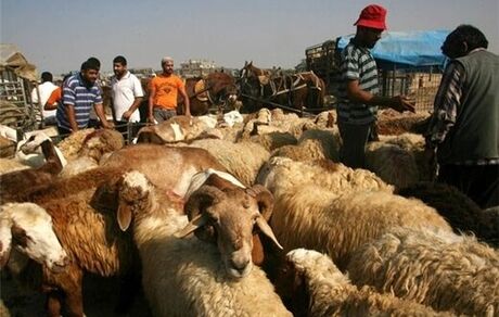 آیا تهاتر نهاده دامی با گوشت به نفع دامداران خواهد بود؟