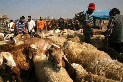 آیا تهاتر نهاده دامی با گوشت به نفع دامداران خواهد بود؟