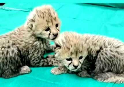 آخرین وضعیت توله یوزهای توران
