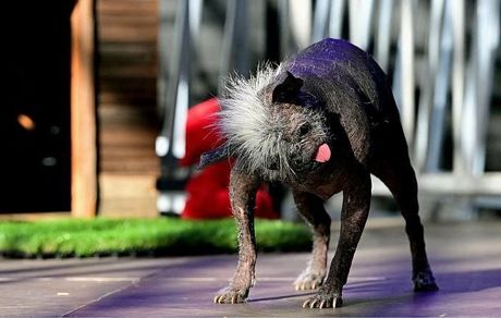 زشت‌ترین سگ جهان معرفی شد