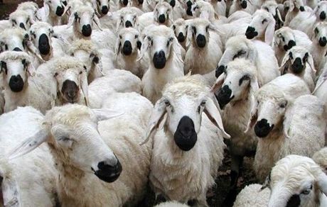 ممنوعیت واردات دام زنده تا اطلاع ثانوی