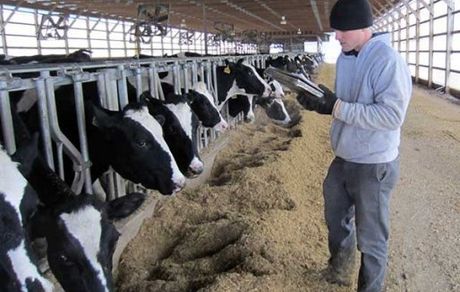 آیا دامدار کارت مشکل دامداران را حل خواهد کرد؟