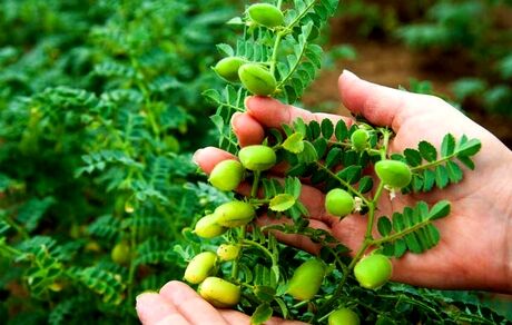 آغاز برداشت ۲۵ هزار تن نخود در آذربایجان‌غربی