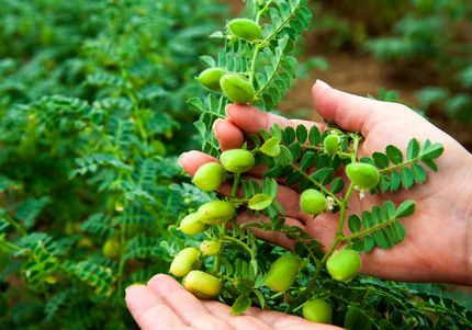 آغاز برداشت ۲۵ هزار تن نخود در آذربایجان‌غربی